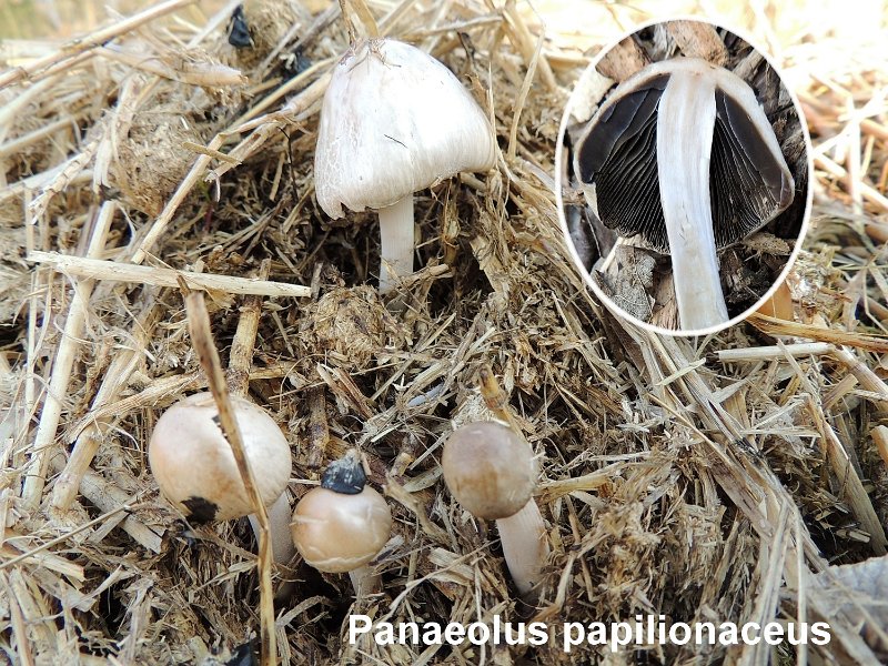 Panaeolus papilionaceus-amf1382.jpg
